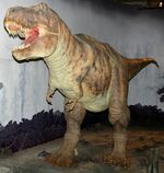 Tyrannosaurus model at NHM.jpg