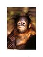 Baby orangutan.jpg