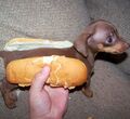 Hot dog doggie.jpg
