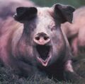 Pig Yawn.jpg
