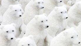 Polar Bears.jpg