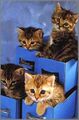 Kittens in the bag.jpg